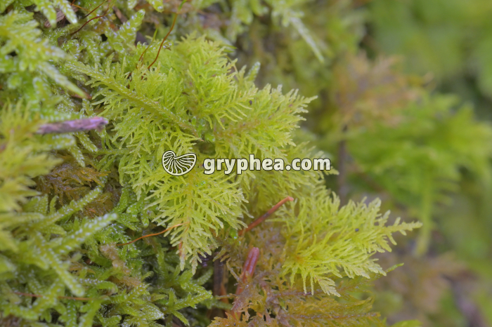 Mousses (Thuidium tamariscinum)  - gryphea.com